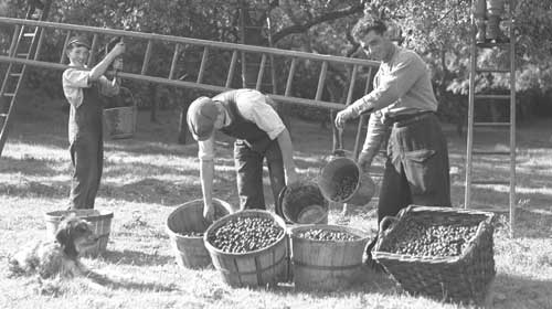 Damson Picking in the Lyth Valley © Lakeland Arts/Joseph Hardman ArchiveDamson Picking in the Lyth Valley © Lakeland Arts/Joseph Hardman Archive